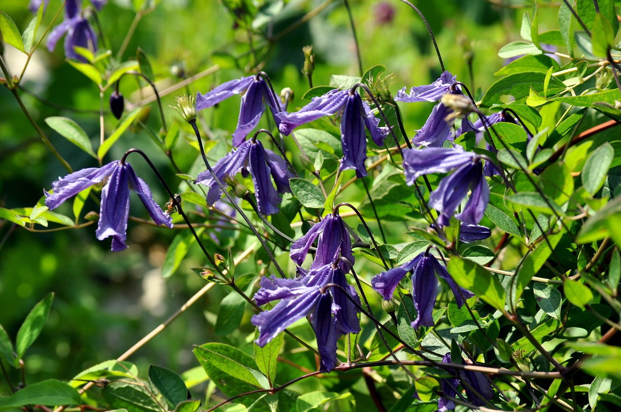 Клематис Интегрифолия