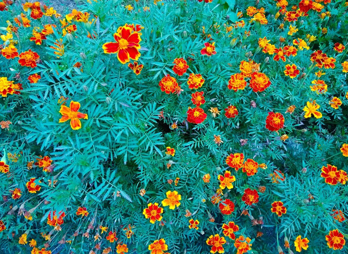 Бархатцы мелкоцветные