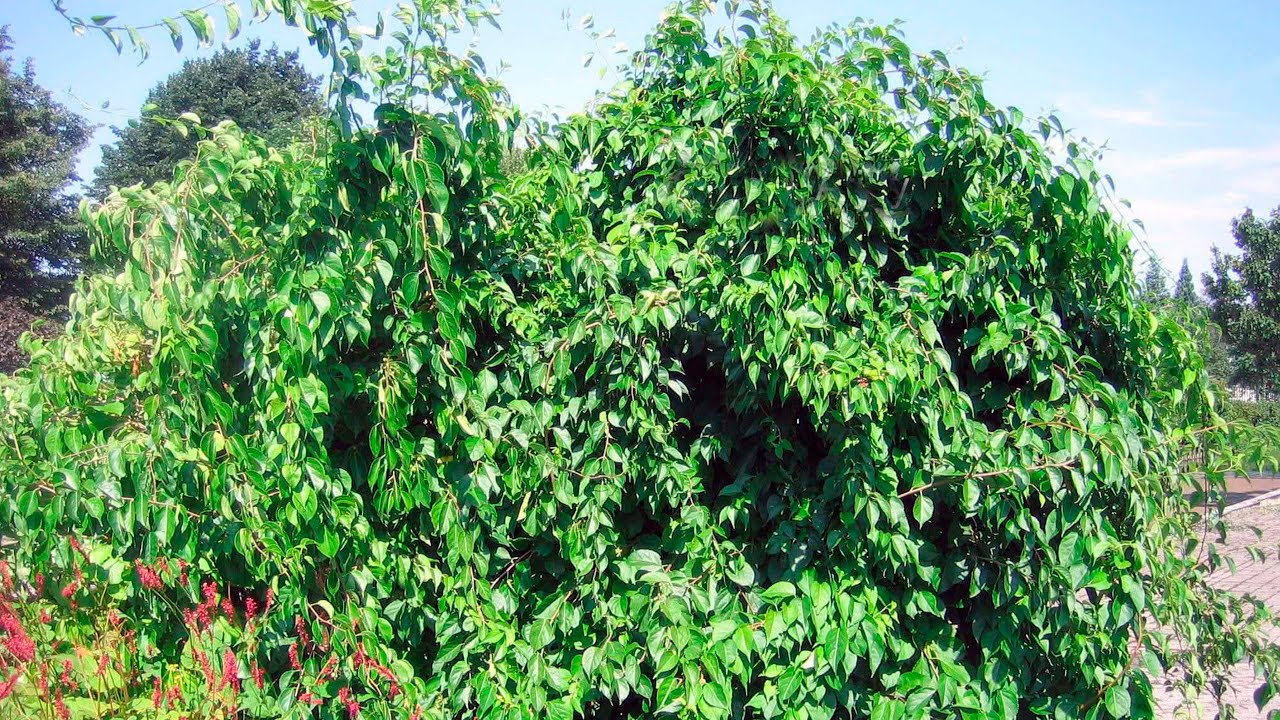 Древогубец Генри