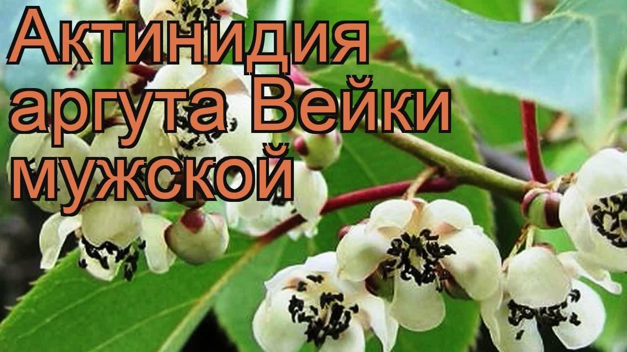 Актинидия острая