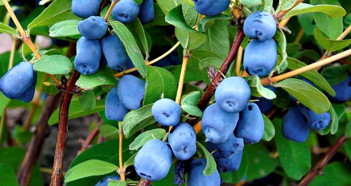 Жимолость алтайская