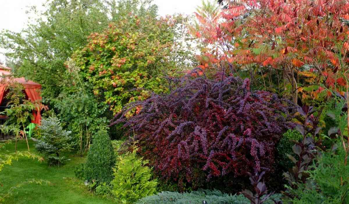 Барбарис оттавский Барбарис оттавский