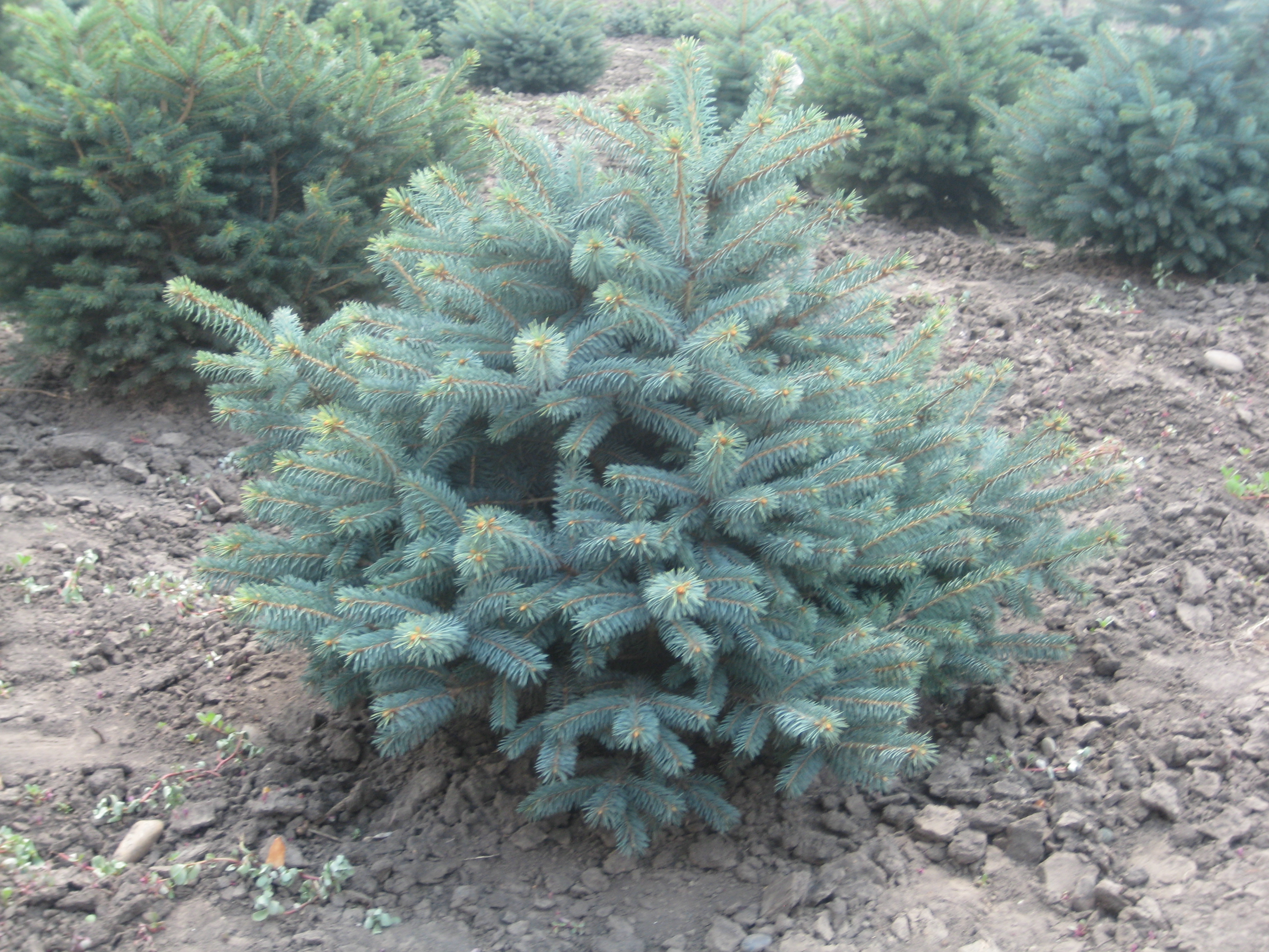 Ель колючая