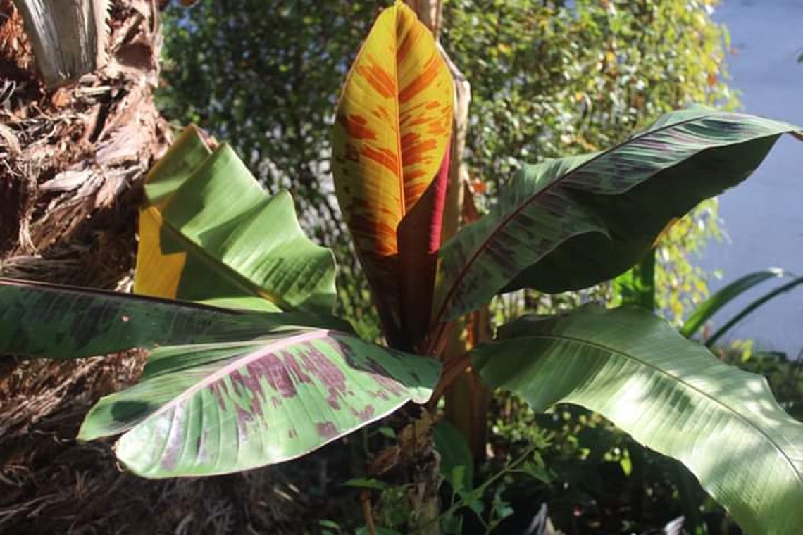 Банан дарджилингский