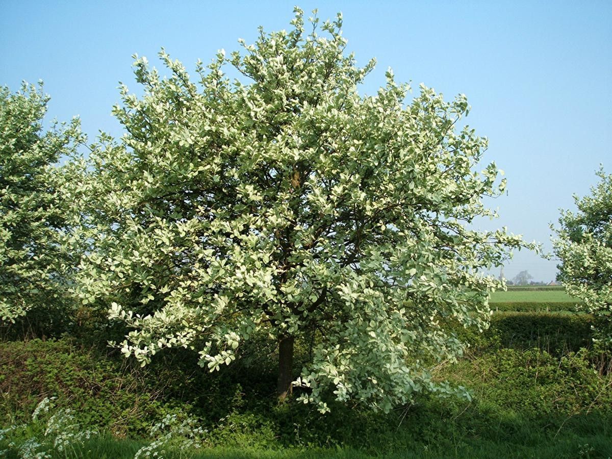 Рябина ария