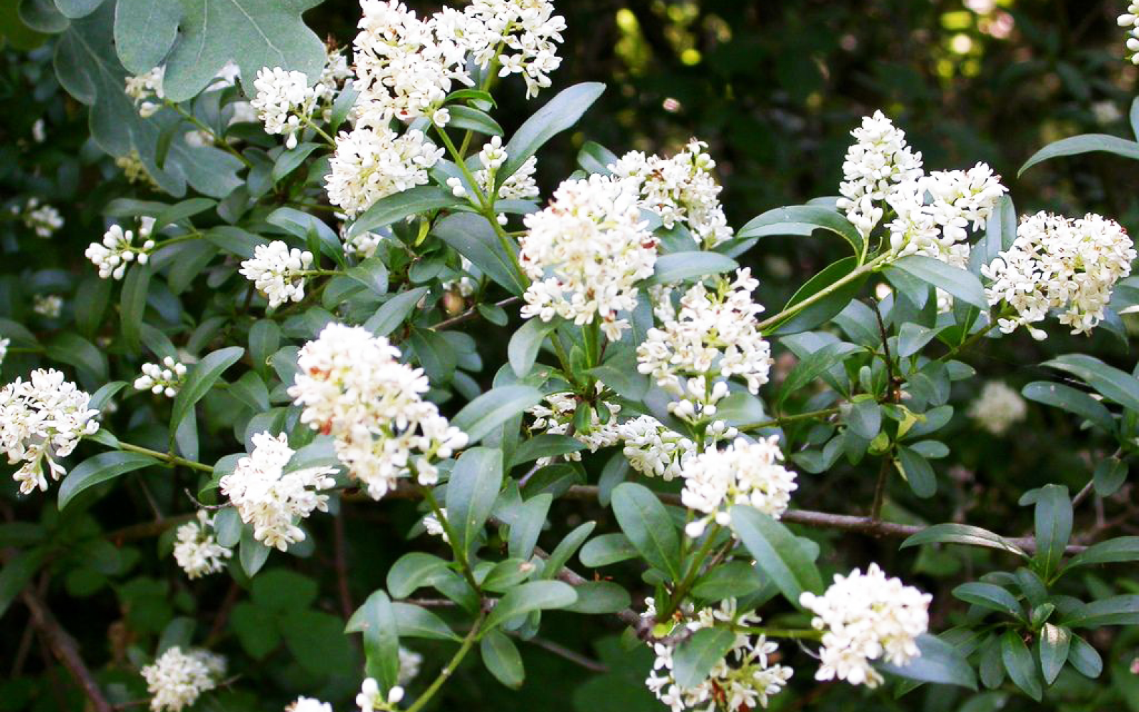 Бирючина японская Бирючина японская