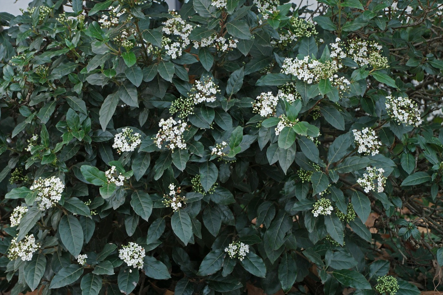 Калина морщинистолистная