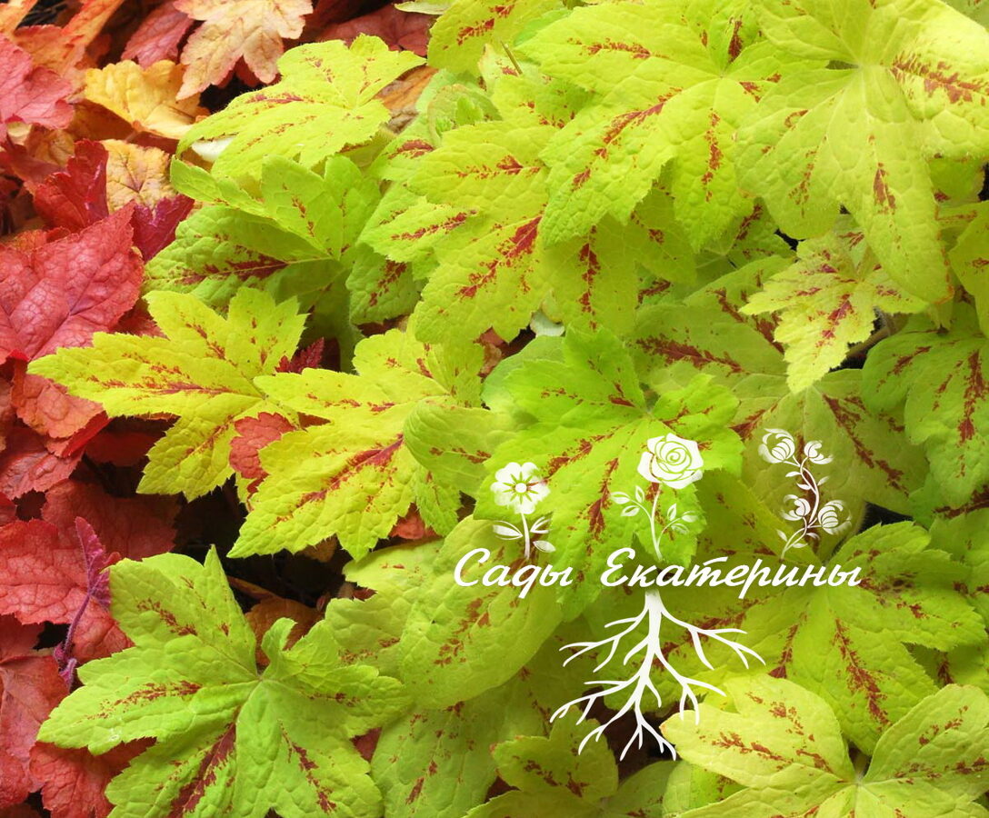 Гейхерелла