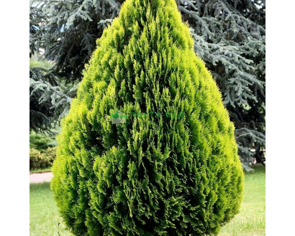 Туя восточная