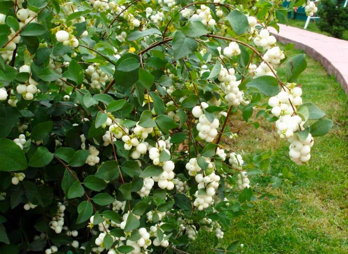 Снежноягодник