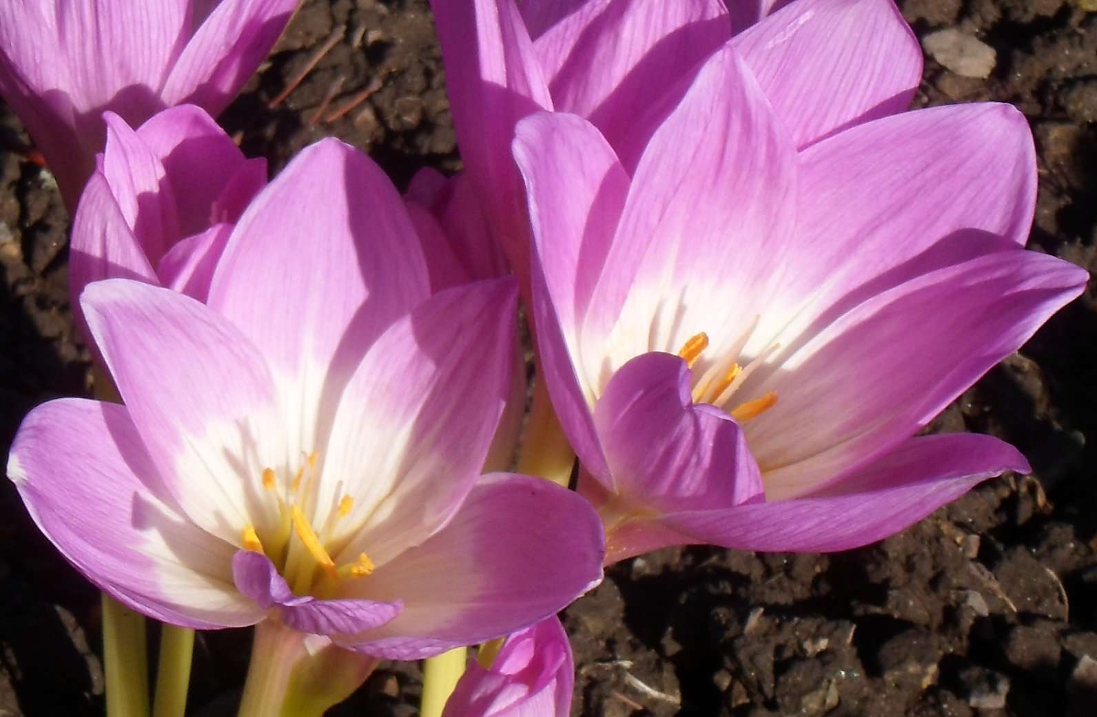 Безвременник