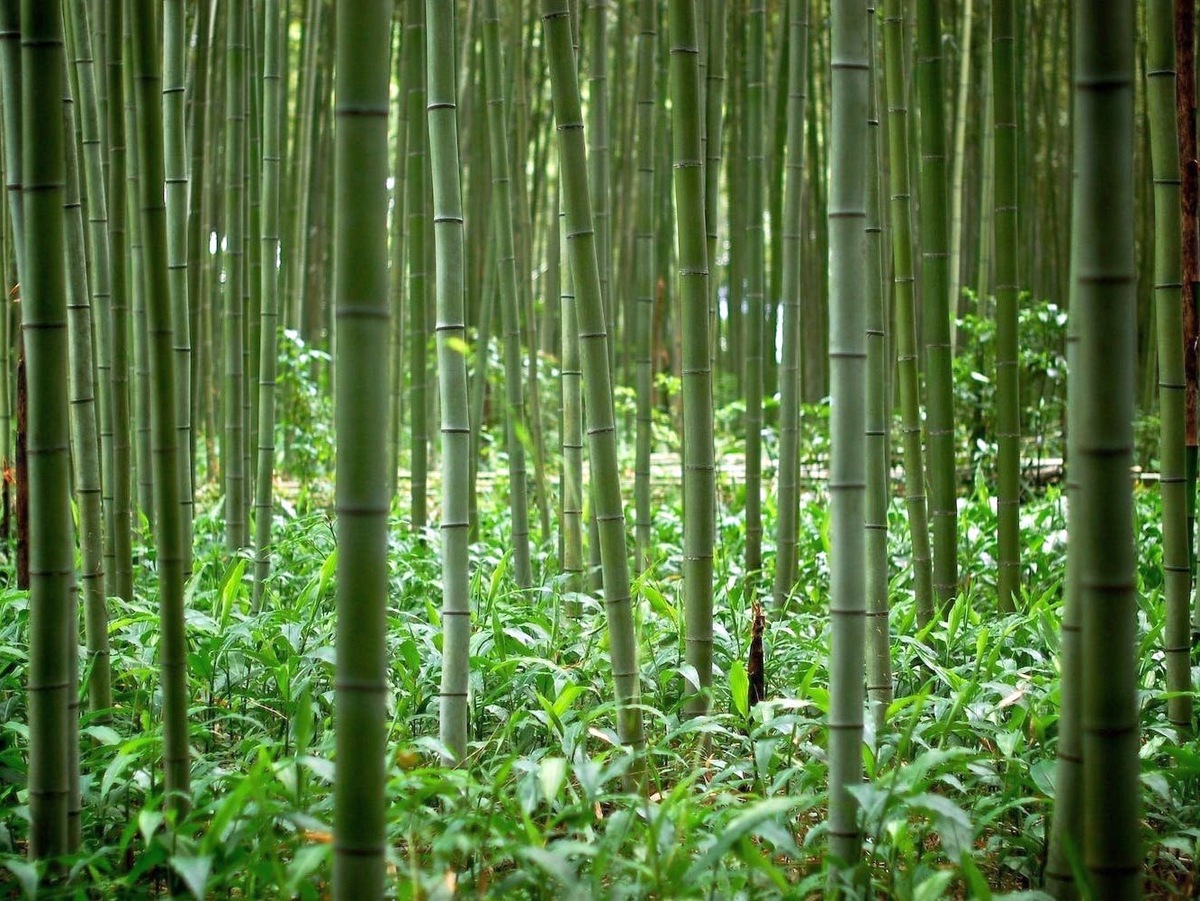 Бамбук сходный