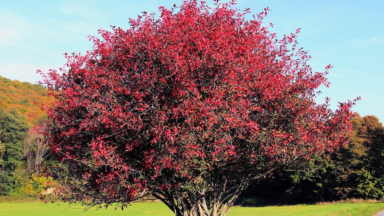 Бересклет европейский