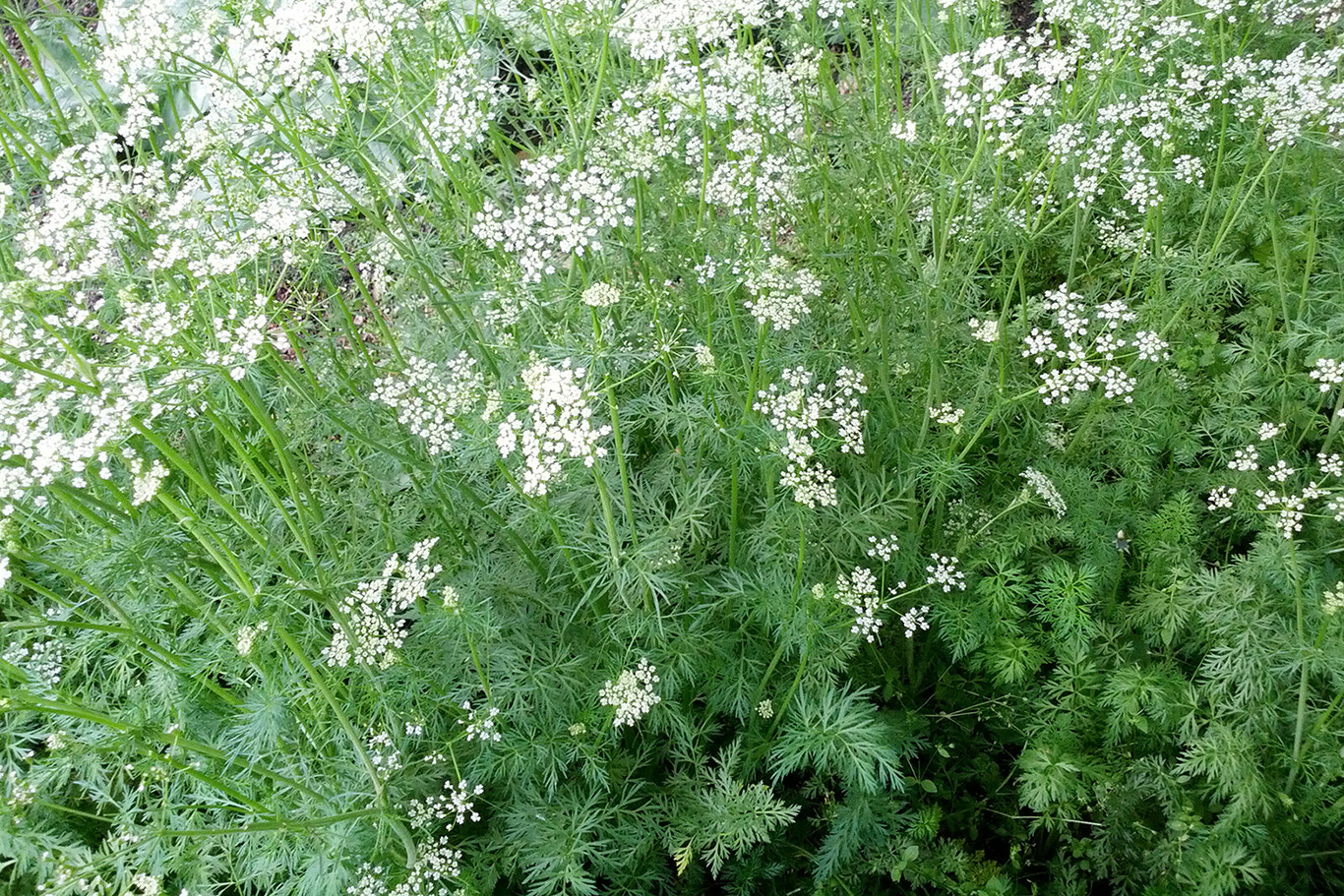 Бадьян анисовый