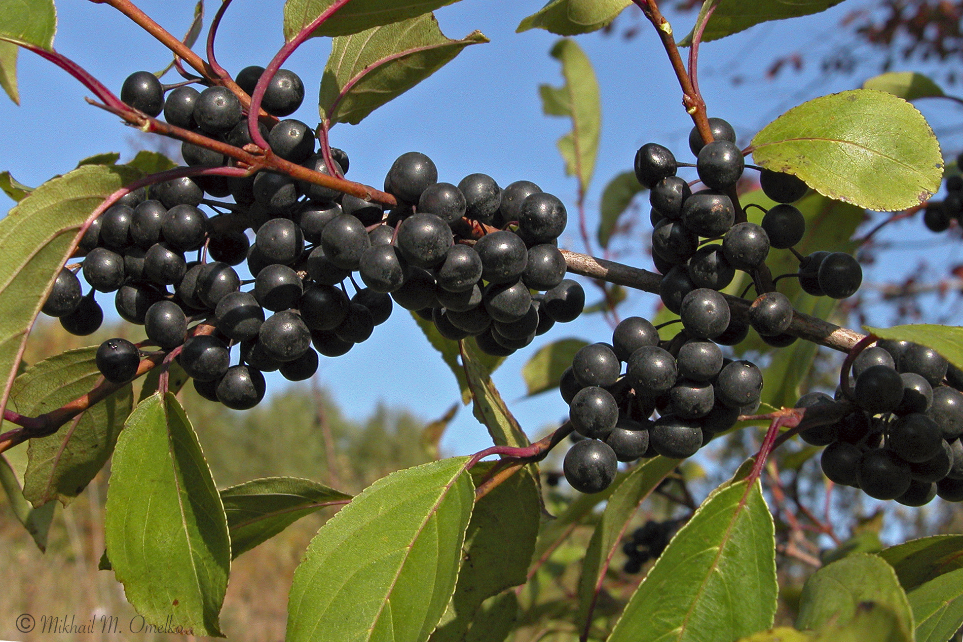 Крушина морская