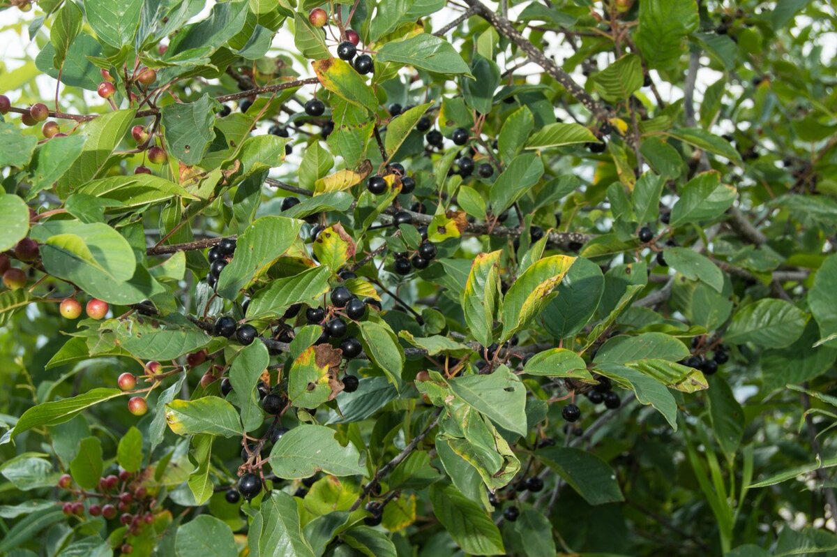 Крушина американская