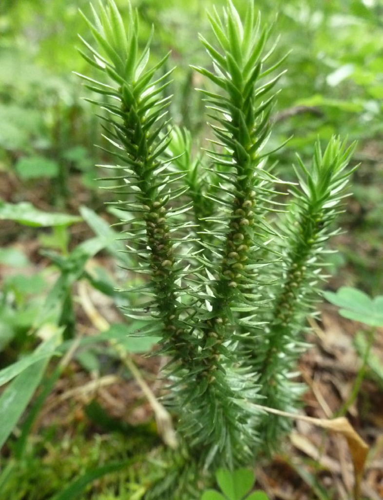 Баранец (растение)