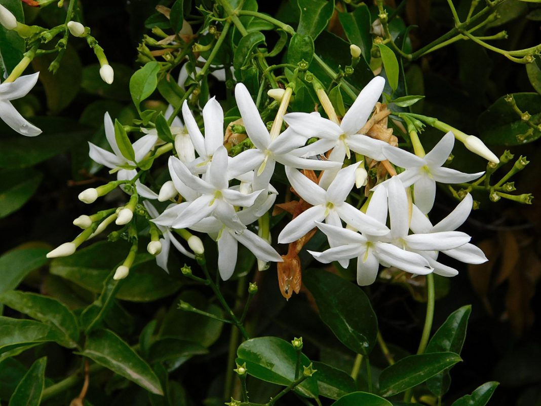 Жасмин многоцветковый Жасмин многоцветковый