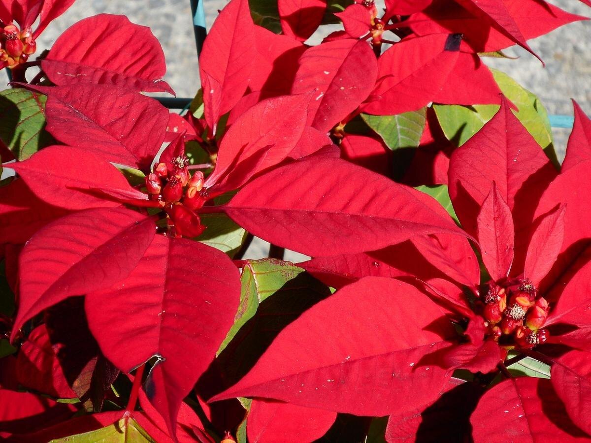 Ясень белый