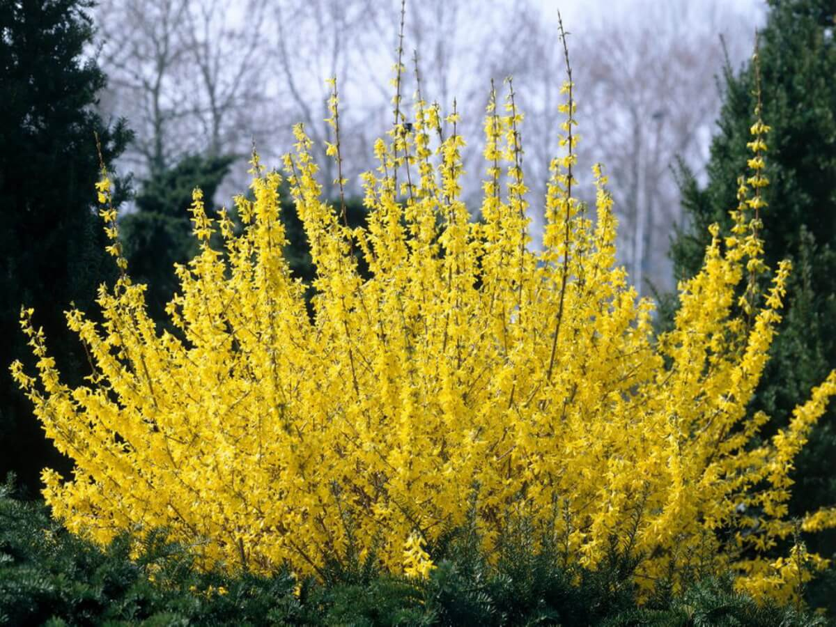 Форзиция Жиральда
