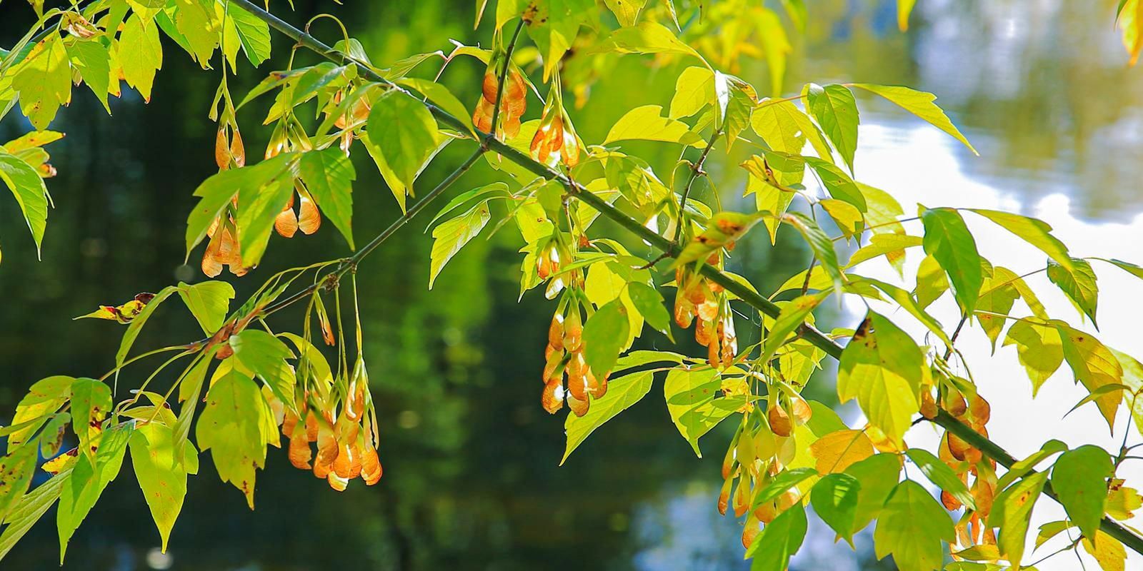 Клён ясенелистный