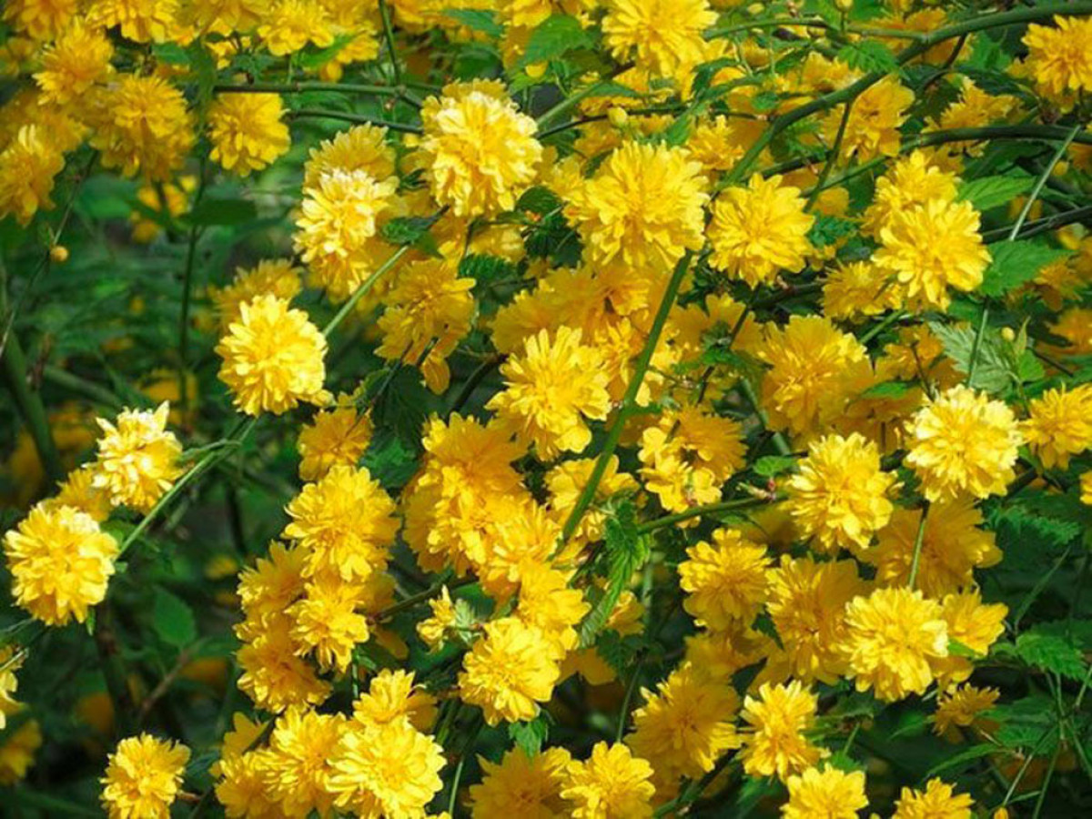 Керрия Керрия