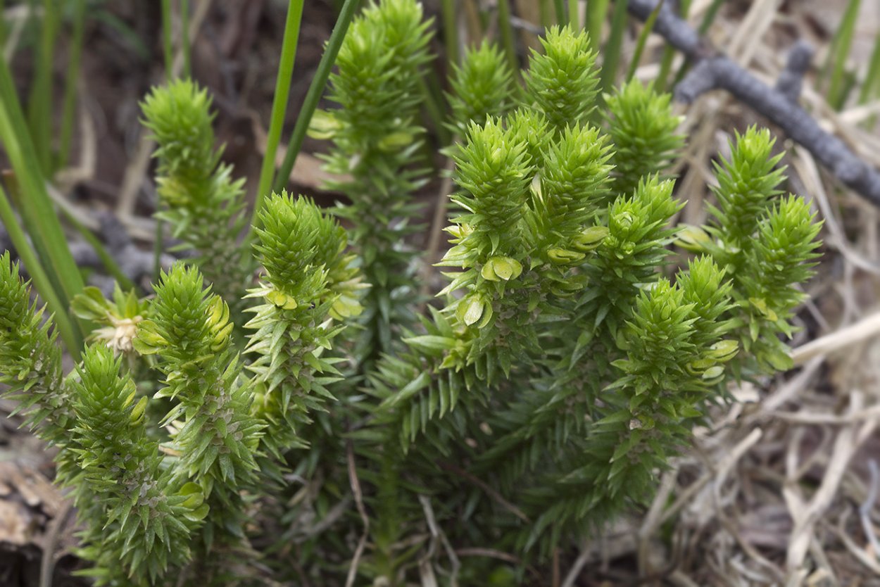 Баранец арктический