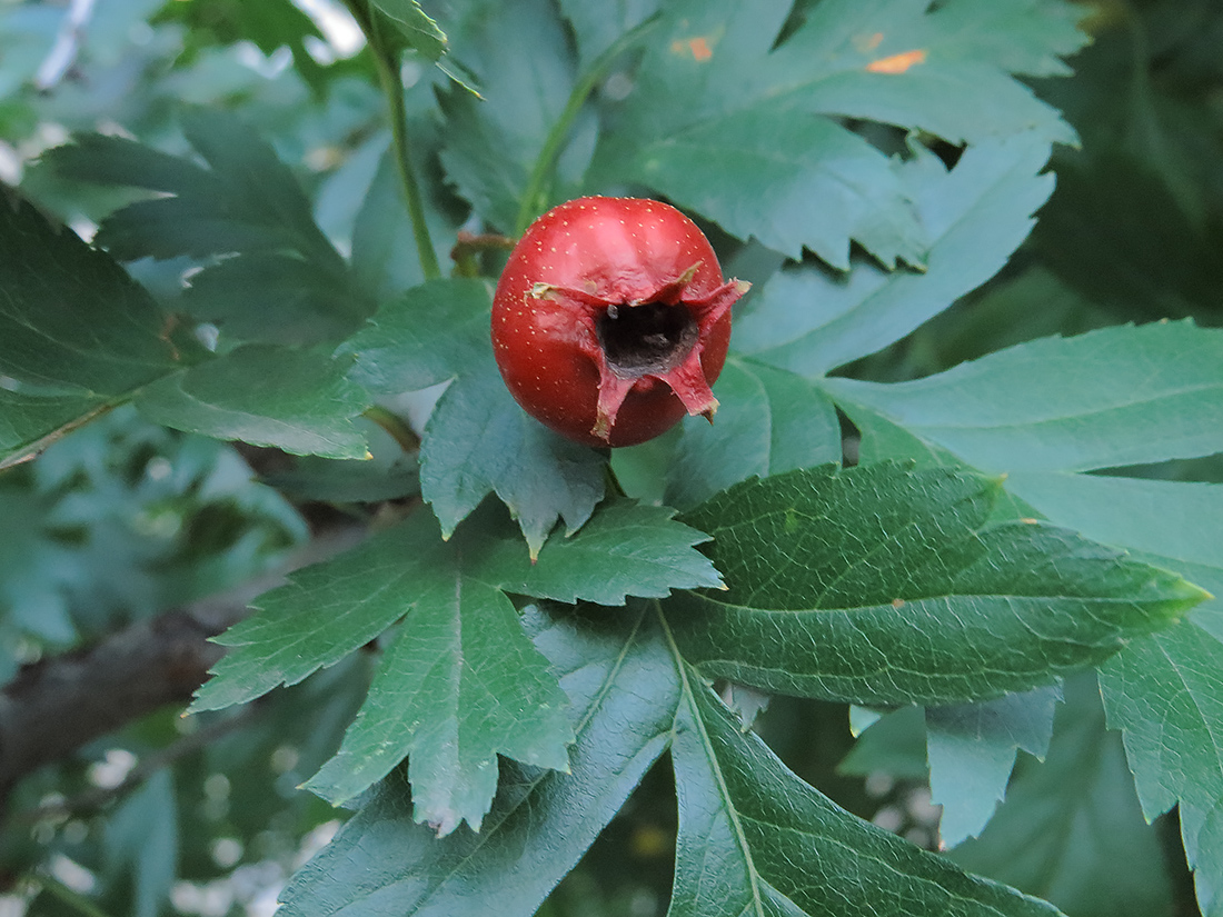 Боярышник перистонадрезанный