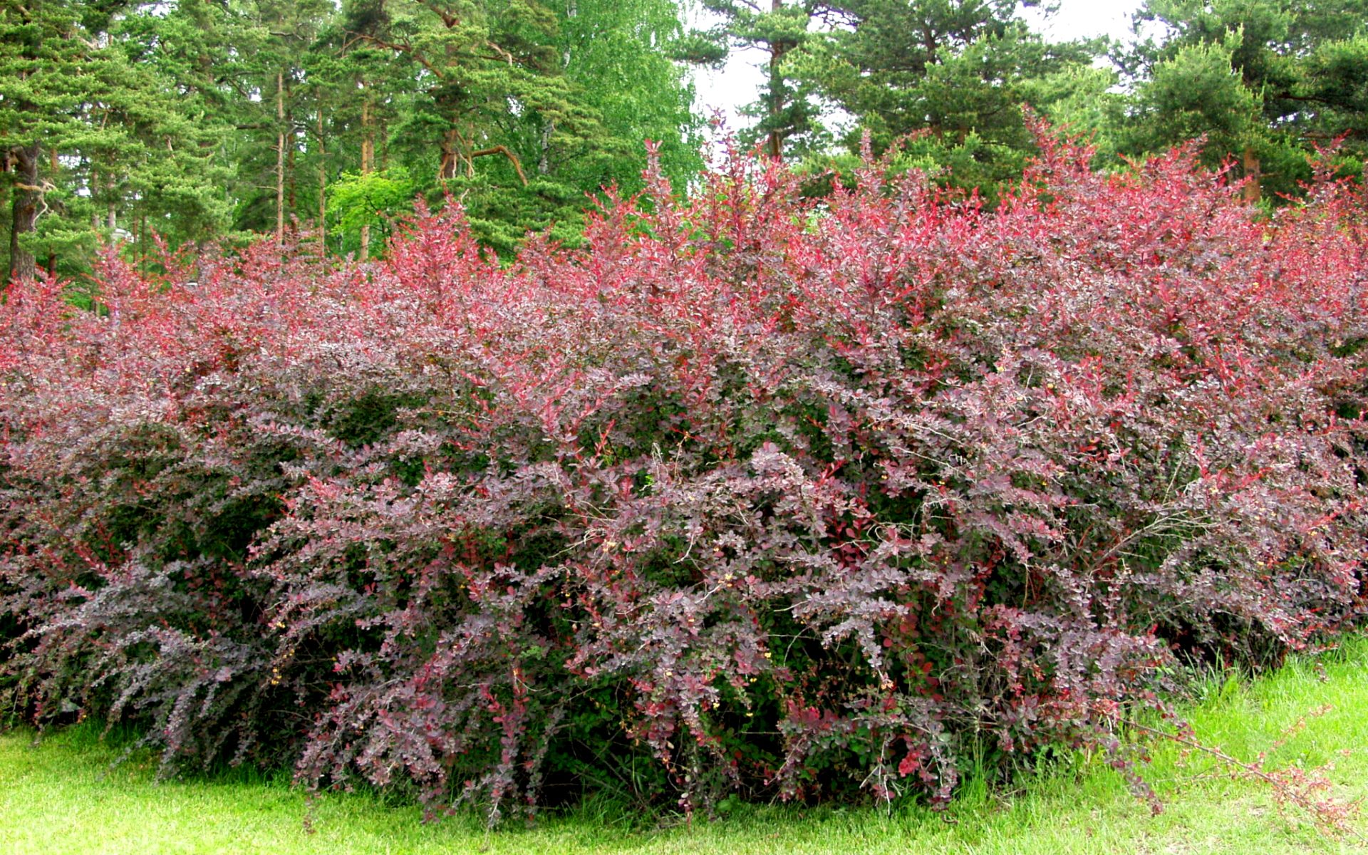 Барбарис оттавский Барбарис оттавский