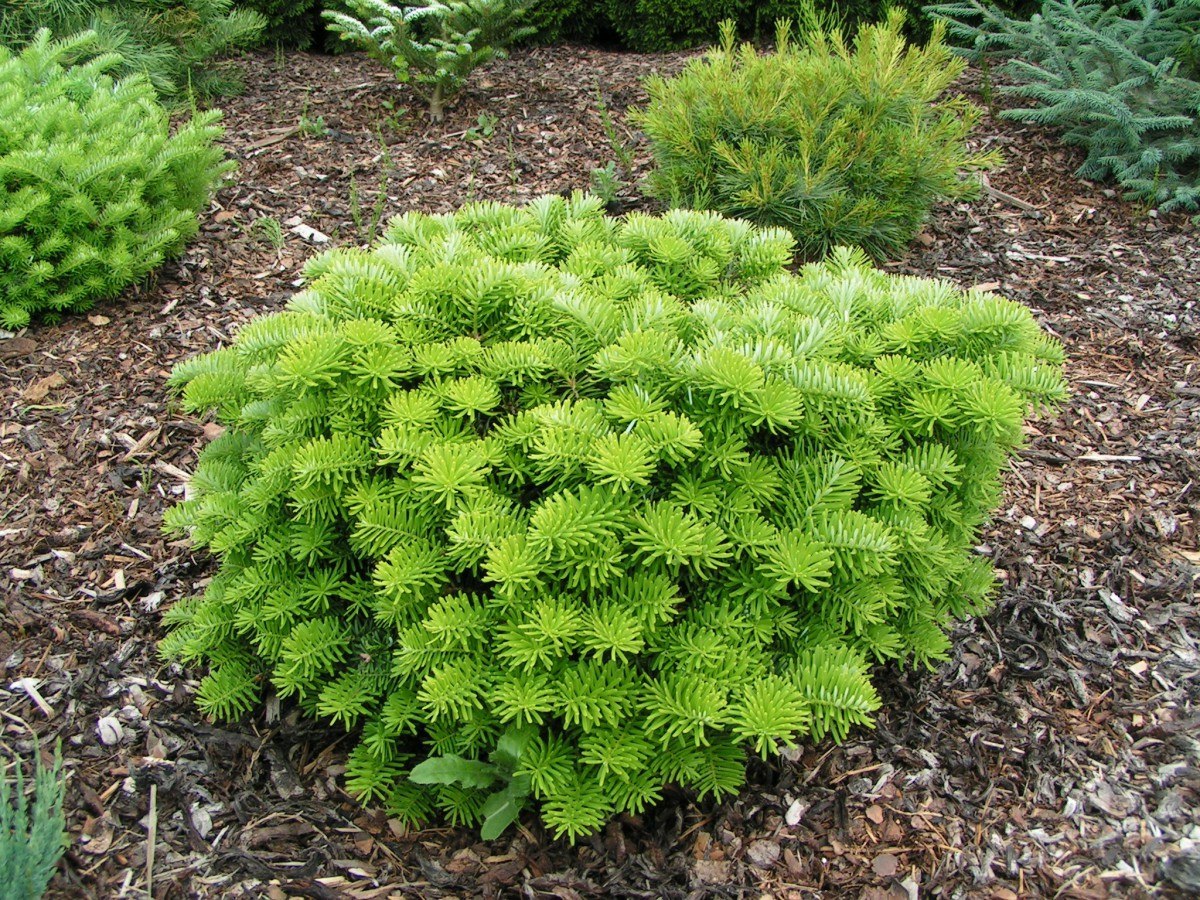 Пихта корейская