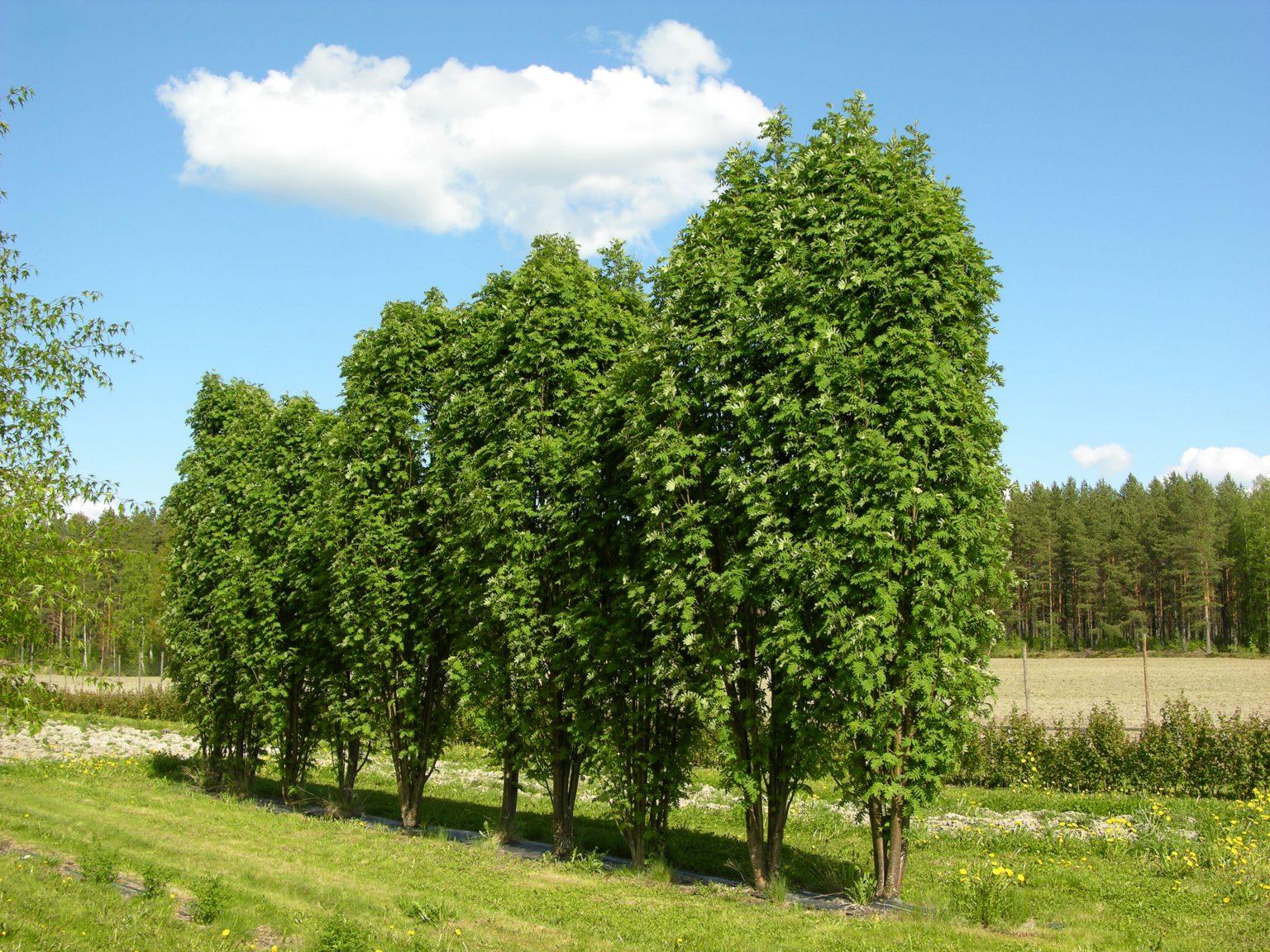 Рябина тюрингская
