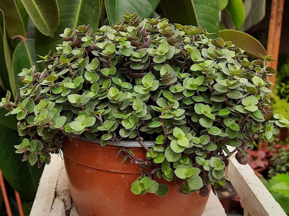 Барнадезия