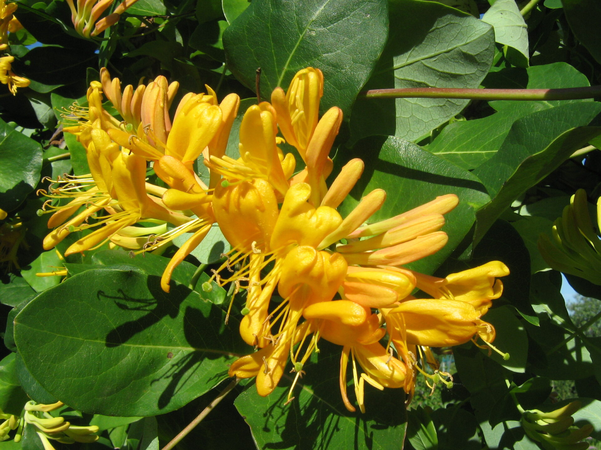 Жимолость золотистая