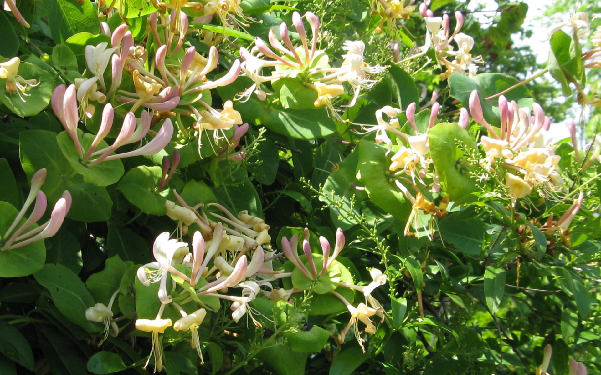 Жимолость каприфоль