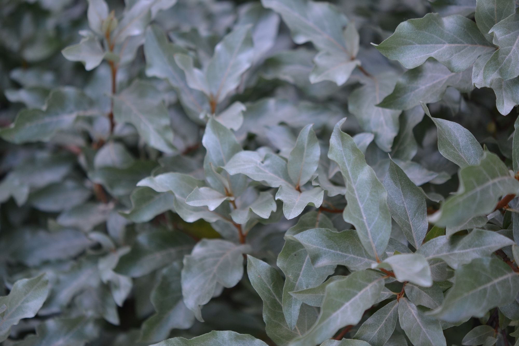 Лох Эббинга