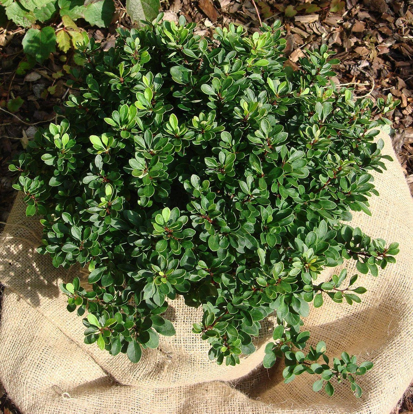 Барбарис самшитолистный