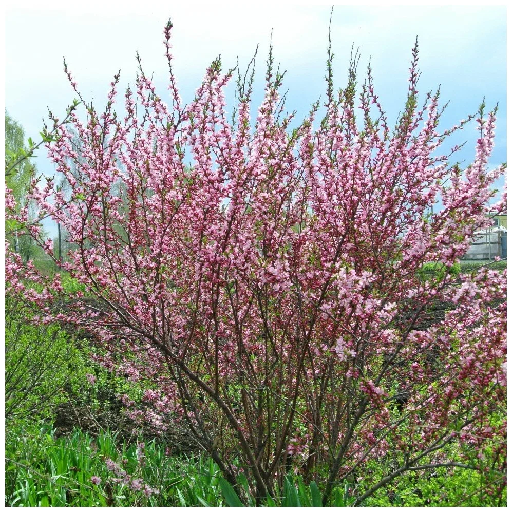 Дикий миндаль