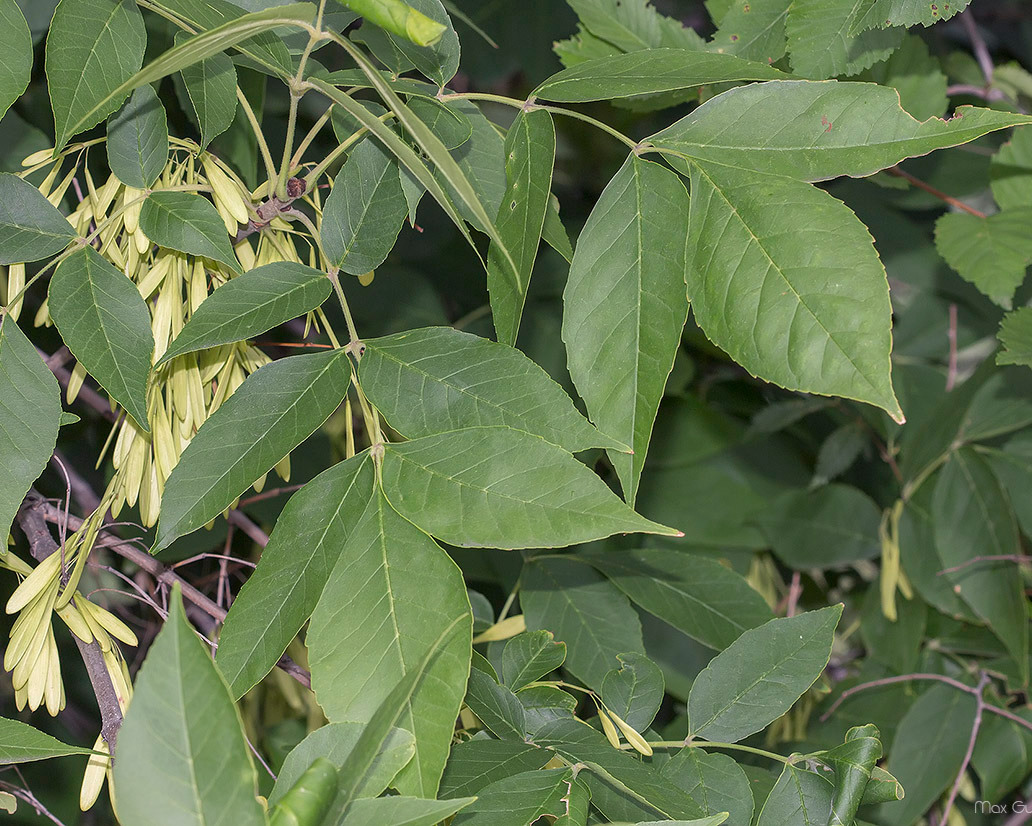 Ясень остроплодный