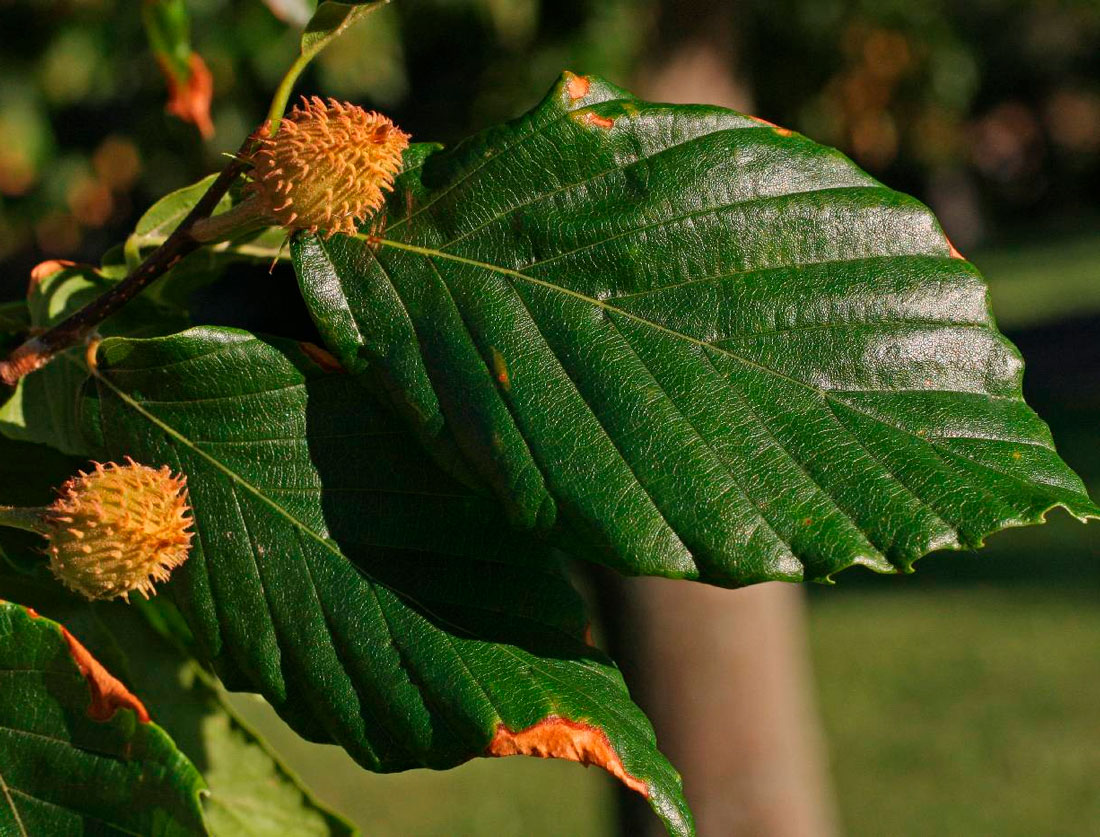 Бук крупнолистный Бук крупнолистный