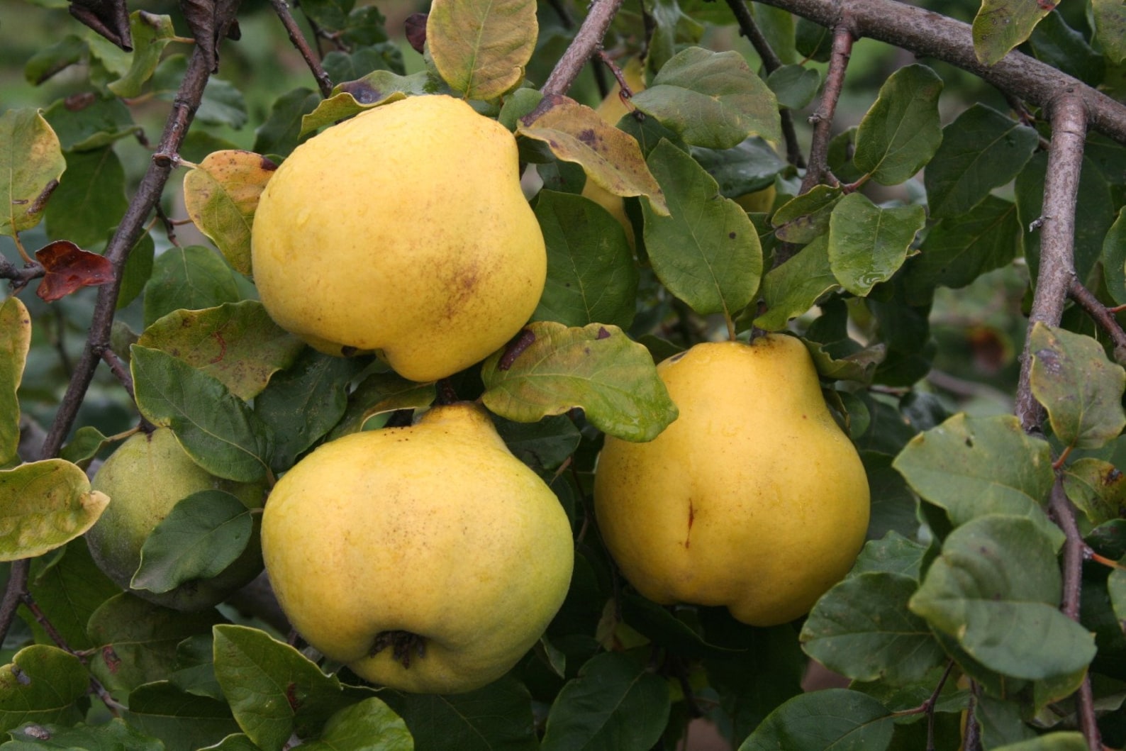 Айва грушевидная