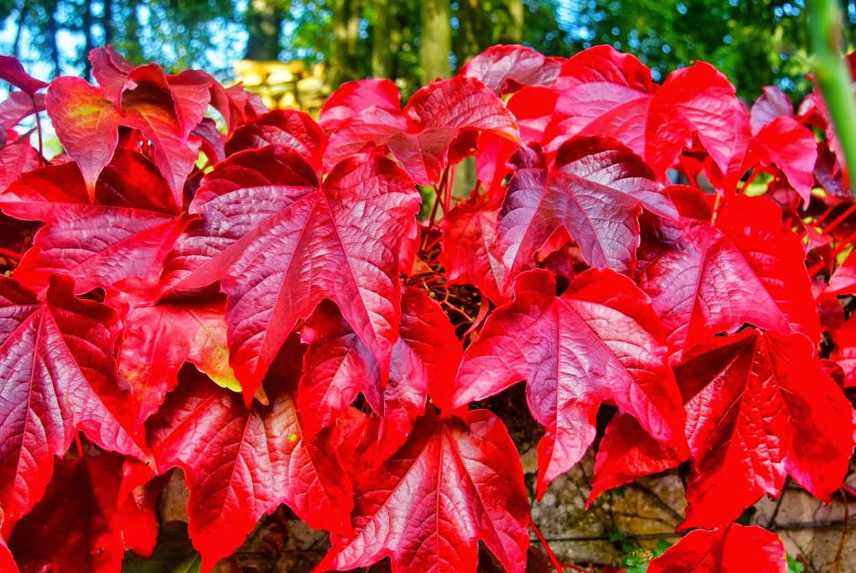 Девичий виноград триостренный