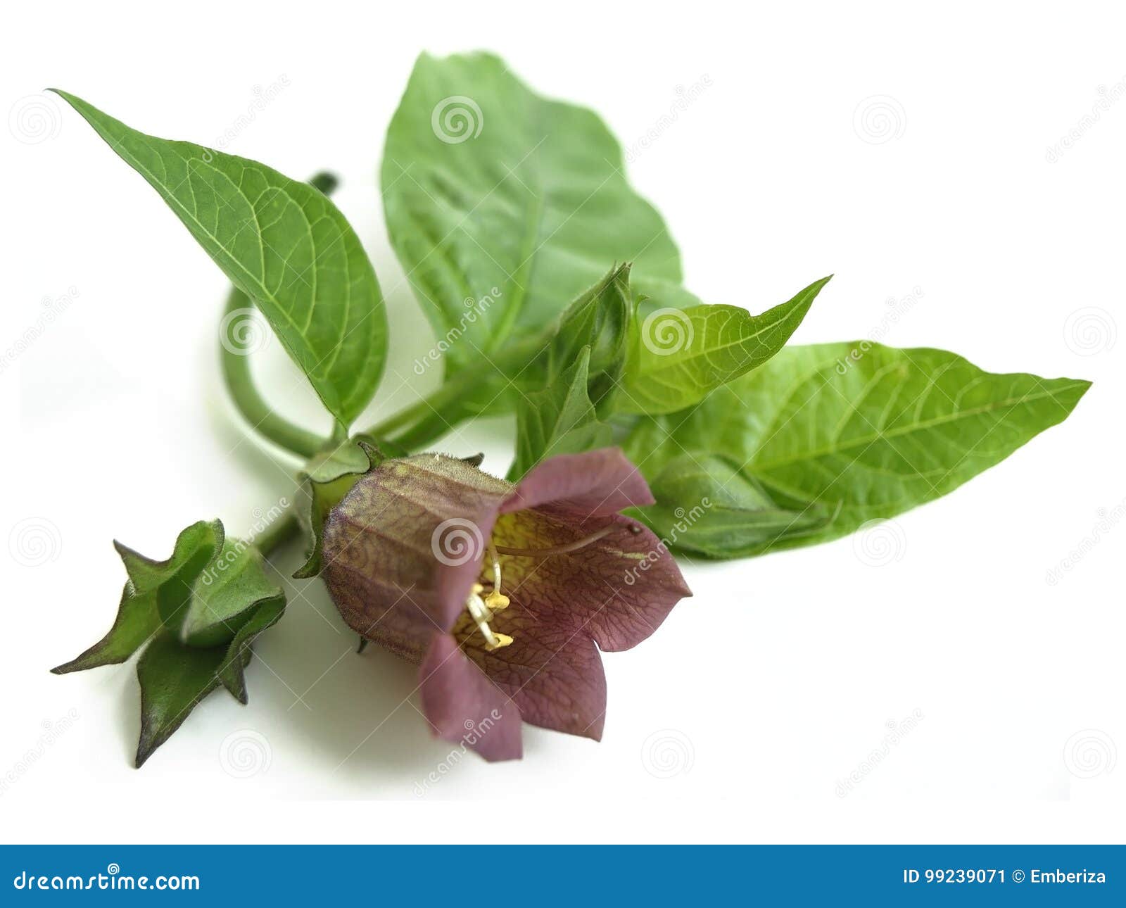 Белладонна