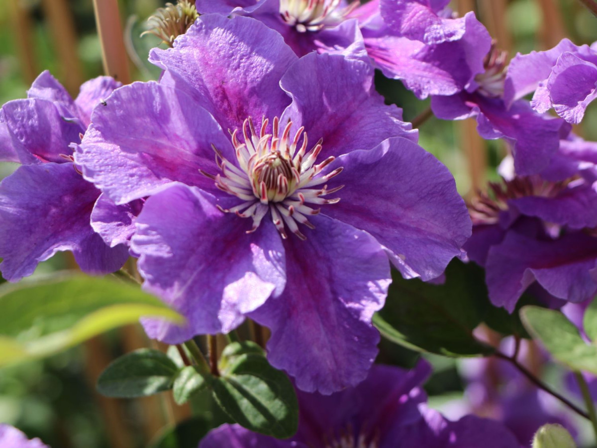 Клематис Флорида