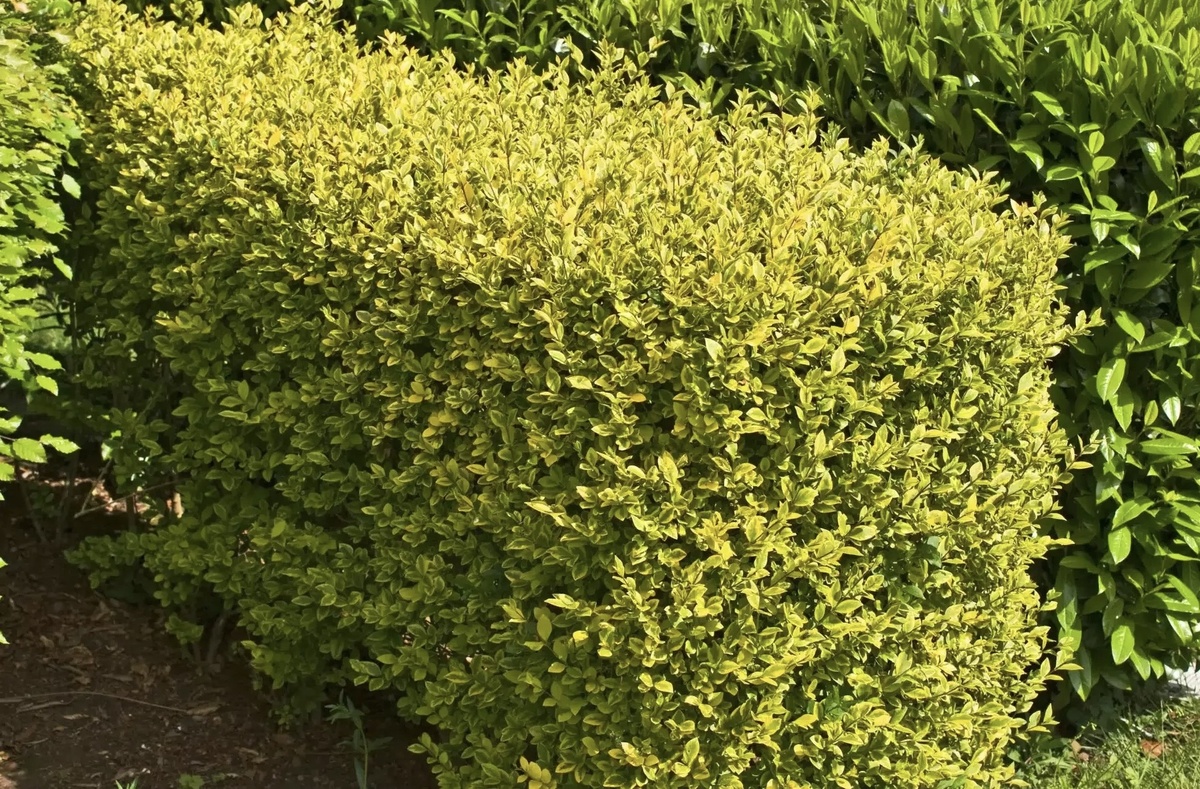 Бирючина золотистая