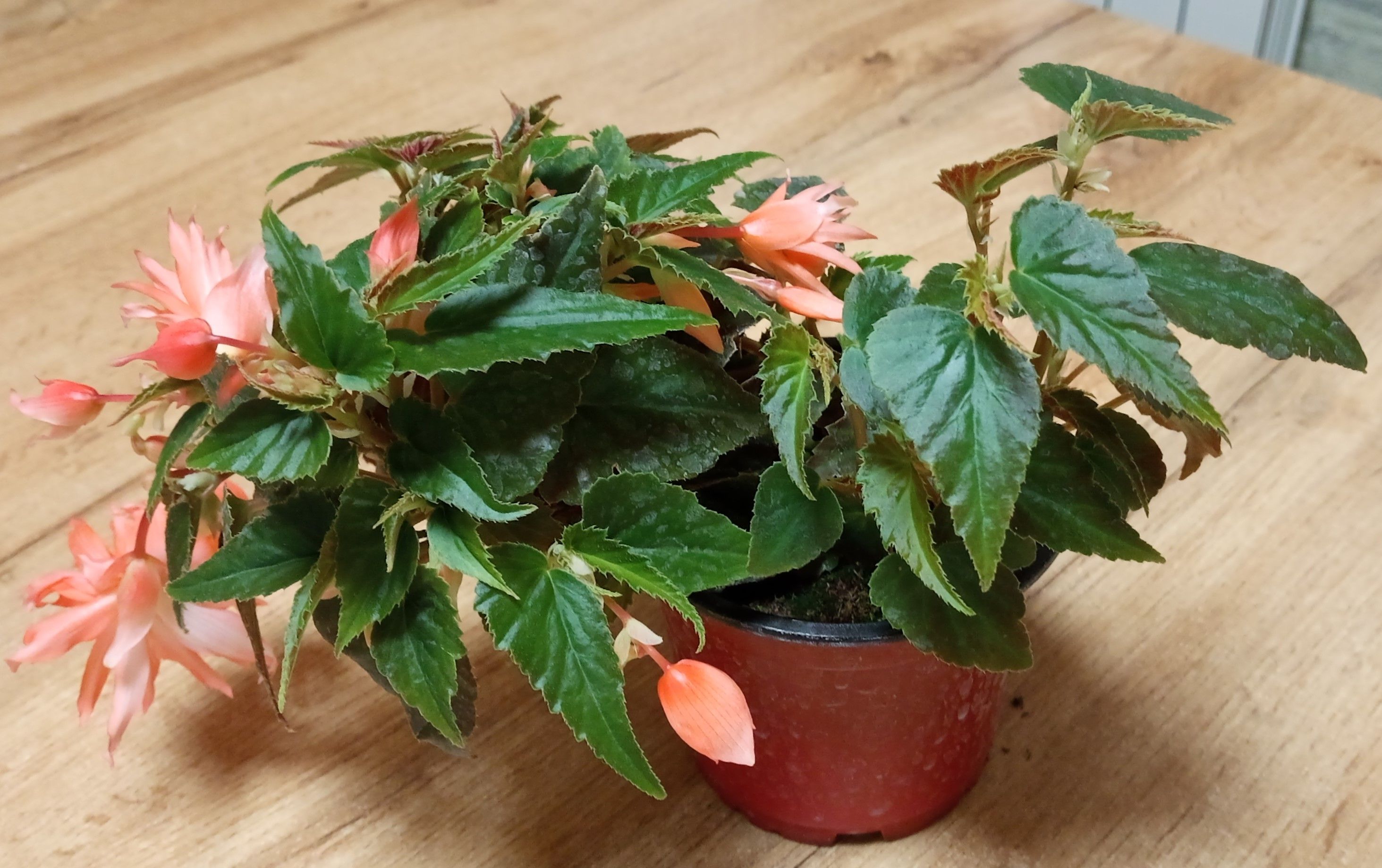 Бегония Бегония