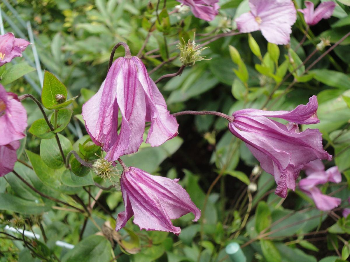 Клематис Интегрифолия