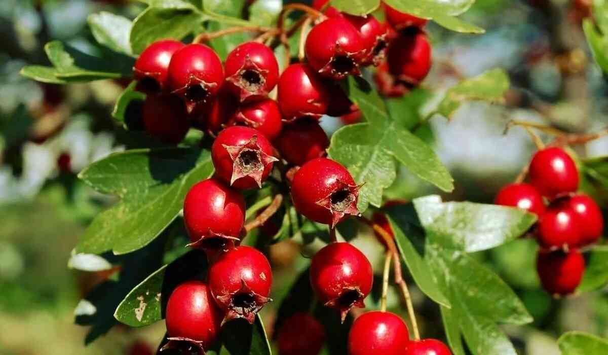 Боярышник кроваво-красный