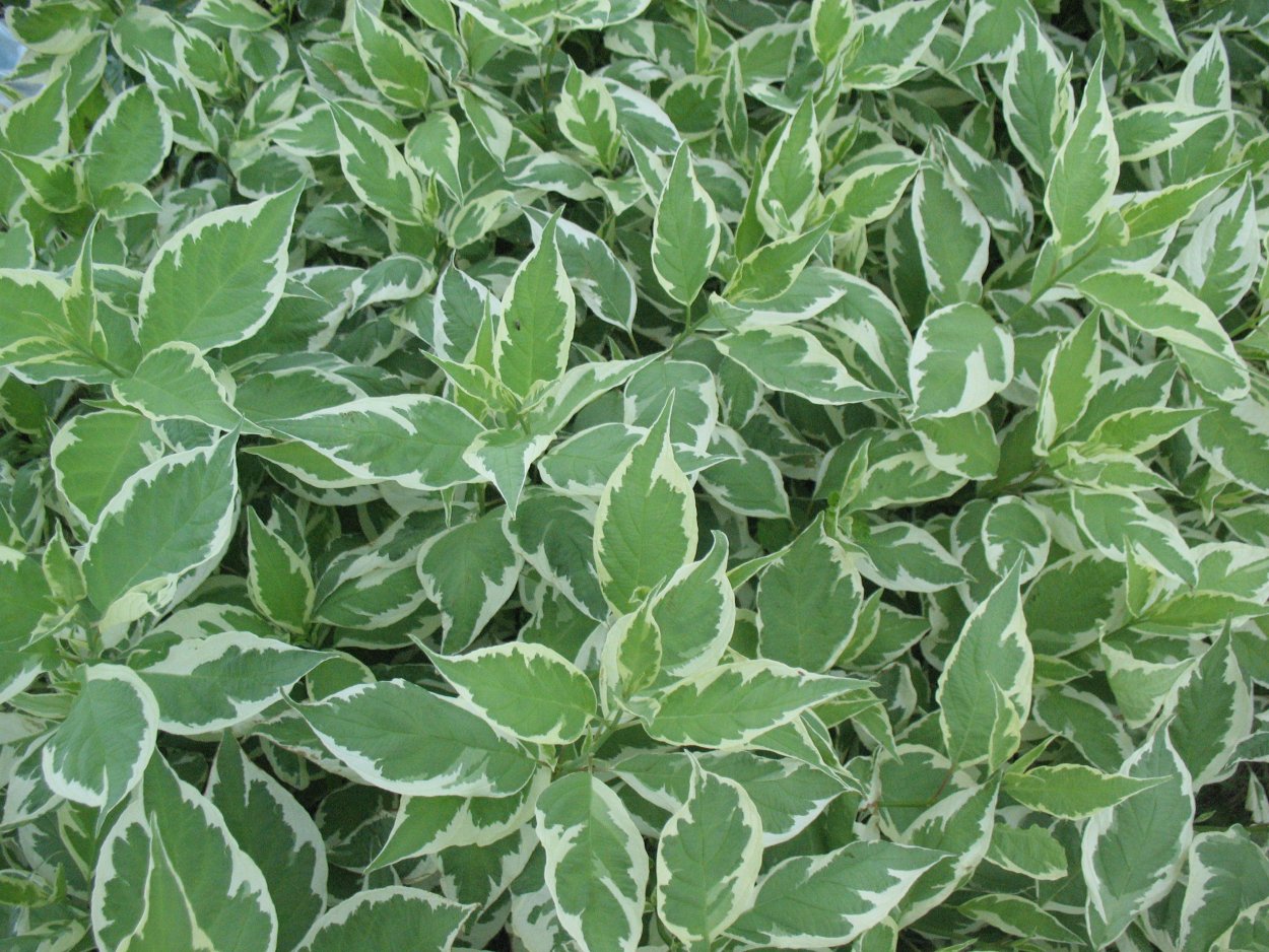 Дерен Дерен