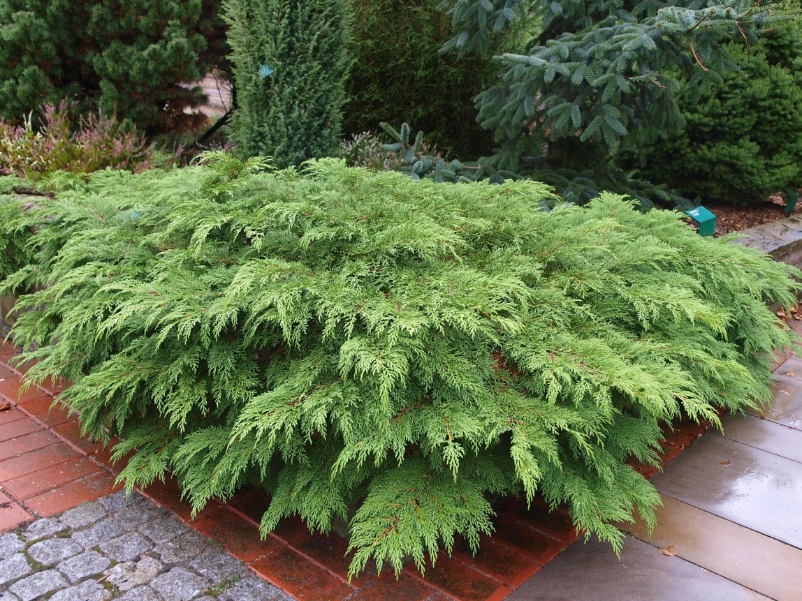 Микробиота