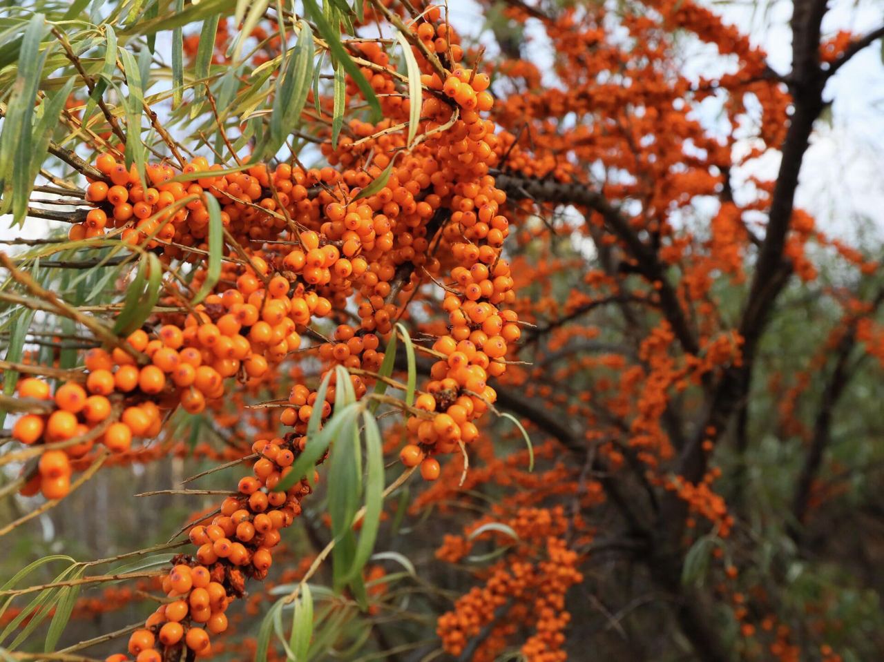 Облепиха Облепиха